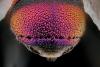 Chrysis angustifrons